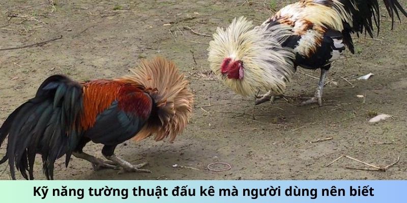 Tường Thuật Đá Gà - Đam Mê, Cảm Xúc Kỹ Thuật Chiến Đấu 2 Trang Chủ Jun88.com #1 Việt Nam Kỹ năng tường thuật đấu kê mà người dùng nên biết