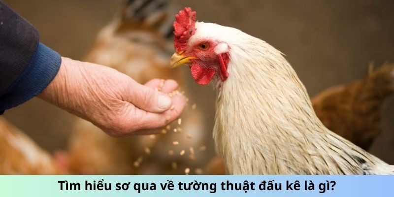 Tường Thuật Đá Gà - Đam Mê, Cảm Xúc Kỹ Thuật Chiến Đấu 1 Trang Chủ Jun88.com #1 Việt Nam Tìm hiểu sơ qua về tường thuật đấu kê là gì?