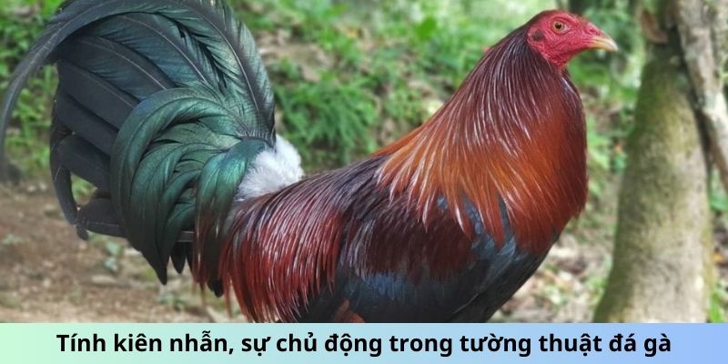 Tường Thuật Đá Gà - Đam Mê, Cảm Xúc Kỹ Thuật Chiến Đấu 3 Trang Chủ Jun88.com #1 Việt Nam Tính kiên nhẫn, sự chủ động trong tường thuật đá gà